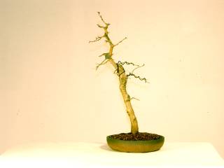 04_2005t.jpg (4365 Byte)