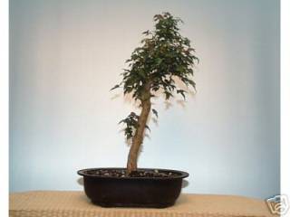 07_2004t.jpg (7571 Byte)