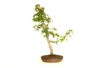 08_2005t.jpg (5421 Byte)